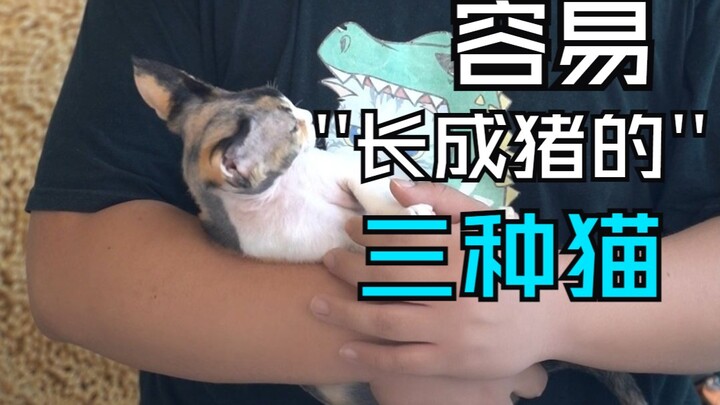 Berapa kilogram berat kucing di rumahmu sekarang?