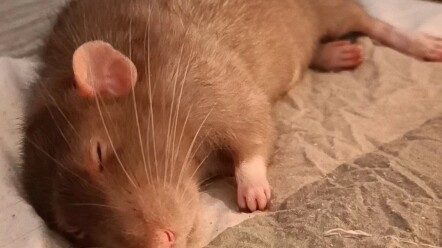 Tikus-tikus yang mencariku untuk tidur siang bersama