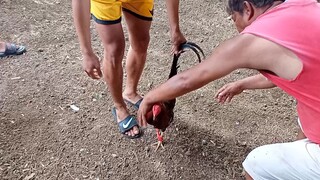 di kinaya subrang laki at magulang kalaban