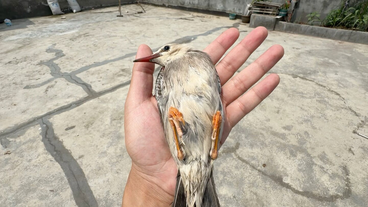 Pergilah, carilah pasangan yang baik untuk dinikahi