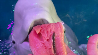 Xiao Hei makan salmon satu suap satu