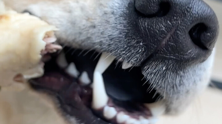 Your chicken leg has been credited to your account. Please check it.