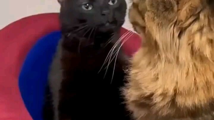 Blackie Ja-ha-ha