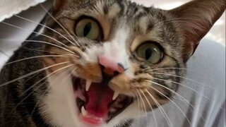 Flowers bloom and fall in a flash. [Pee is a cat]