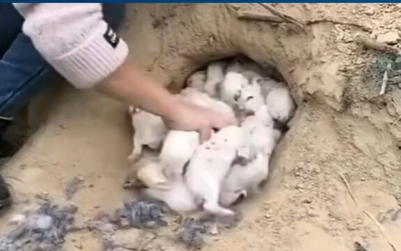 Năm con Thỏ đã đến rồi, nhưng bạn còn bao nhiêu hiểu lầm về loài thỏ? Dưới đây là một số sự thật thú