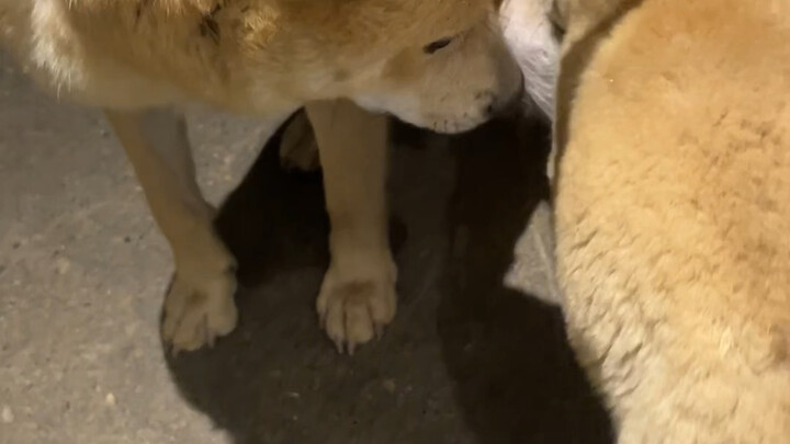 The mama dog only had one pup, and it’s already almost as big as she is! She just spoils it rotten.