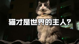 猫才是世界的主人？