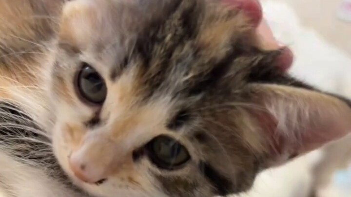 อากาศหนาวแล้ว มีลูกแมวเติบโตอยู่ในผ้าห่ม