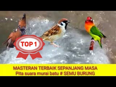 MASTERAN TERBAIK SEPANJANG MASA materi sambung cililin, gereja,lovebird