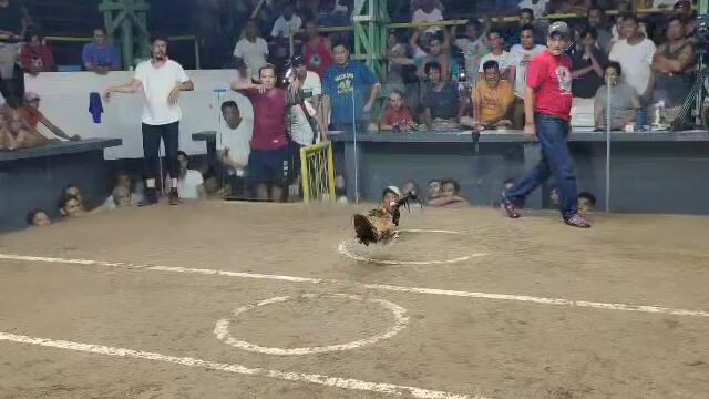 3x Kelso 🐓💪🏾