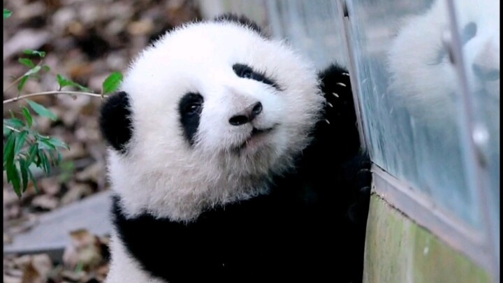 [Giant Panda Hehua] I’m definitely going to secretly learn how to climb trees and then wow all the o