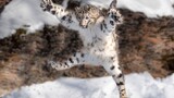 Snow leopard's epic cliff hunting