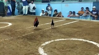 boss B 2hits champion