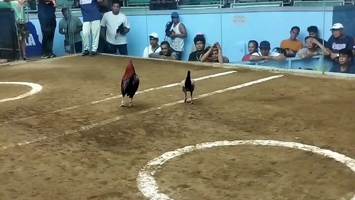 boss B 2hits champion