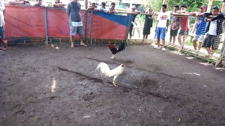 latum po atin Dyan mga kabakyard lumabas napo mga bituka nanalo pa