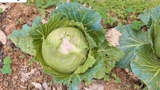 Thu hoạch bắp cải sau vườn nhà _ harvest cabbage and turnips _ 3