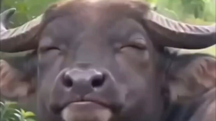 Pambihirang carabao ito