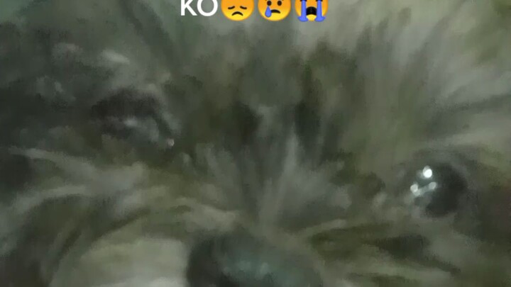 a memories of my little girl