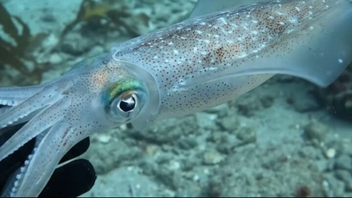 🌊 Deep Blue Realms | Unbelievable Close Encounter with a Wild Squid! 🦑