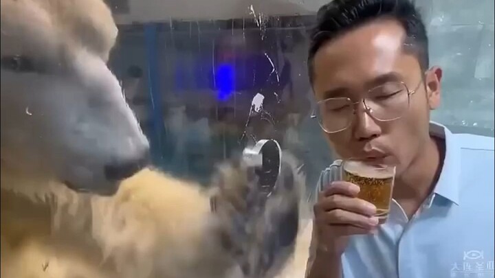 When I watch mukbang videos, I feel just like this polar bear...