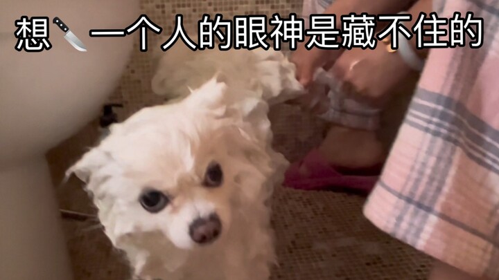“Barking Dog”