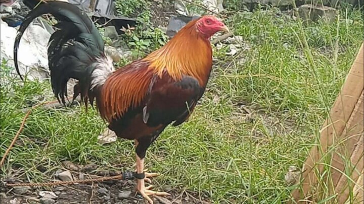 Gull/hatch 1x winner @Jackal Cockpit , Magsaysay Mis.OR.