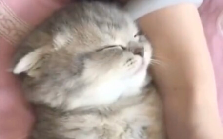 【น้องแมวนมตัวน้อยน่ารัก】น่าเอ็นดูจนใจละลาย! อยากได้น้องแมวนมแบบนี้ไหม? ต้องมีแมวแน่นอน!