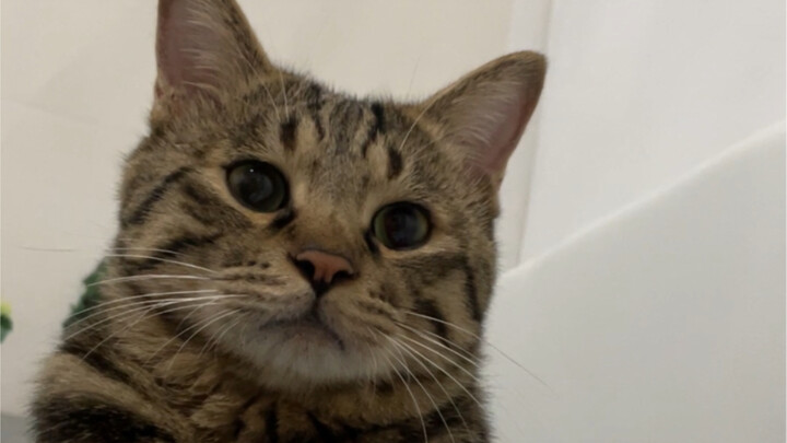 How can there be such a cat that loves drinking water so much? It’ll probably pee within a minute af