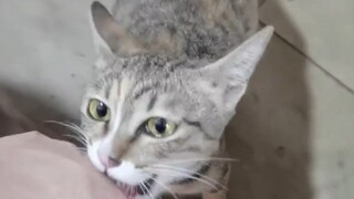 The raccoon is about to give birth, and she wants a man to accompany her, and it's her second time.