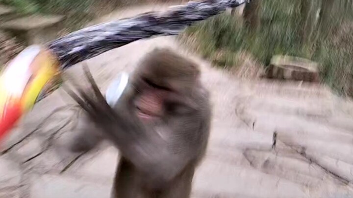 Prank on a Monkey with a Potato Chip Can