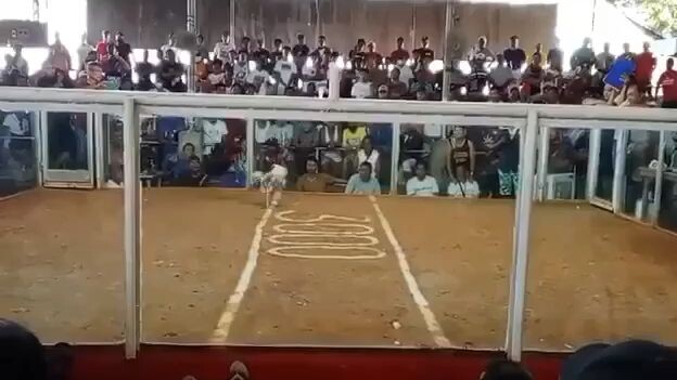 1st entry 1st fight win 2HITS ULUTAN NSQCA FEB. 11, 2024