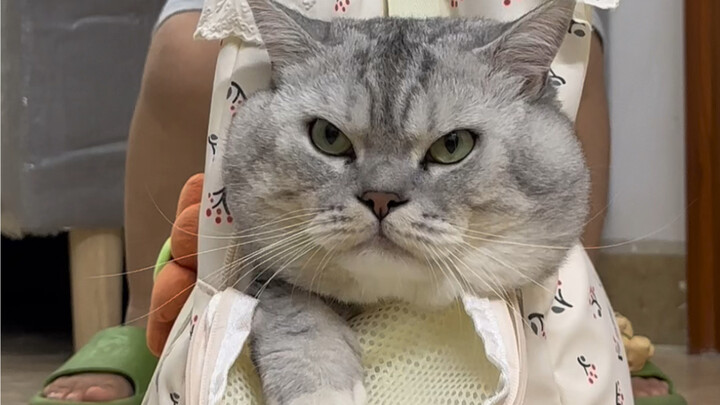 My little brother challenges Dazhuang