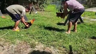 cock vs cock