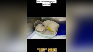 Cứu chú mèo bị gãy hoàn toàn bàn chân (p1) mèo foryou