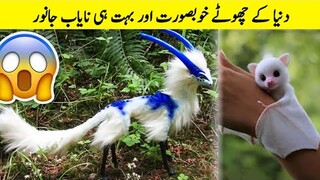 دنیا کے نایاب اور بہت چھوٹے جانور | Most Unique and Cute Animal in The World | The Reverse World