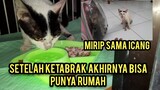 Kucing Lumpuh Yang Mirip Icang Akhirnya Bisa Pulang Dari Klinik Langsung Dapat Tempat Rumah..!