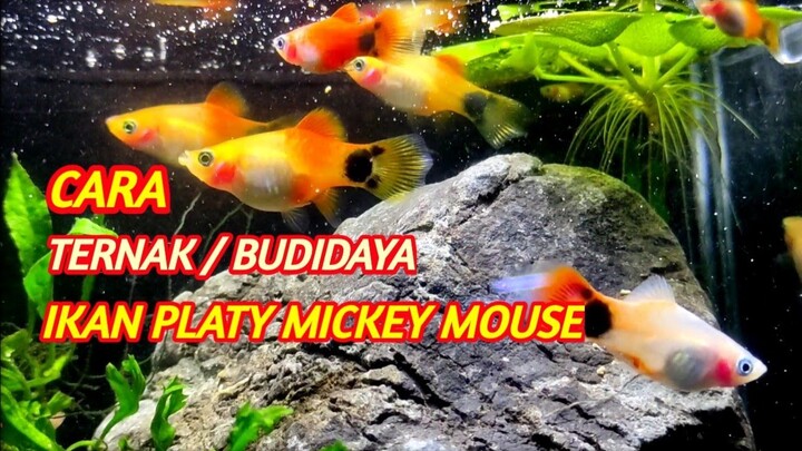 Cara Ternak / Budidaya Ikan Platy Mickey mouse
