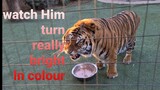 This is how You get Your tiger even more orange !