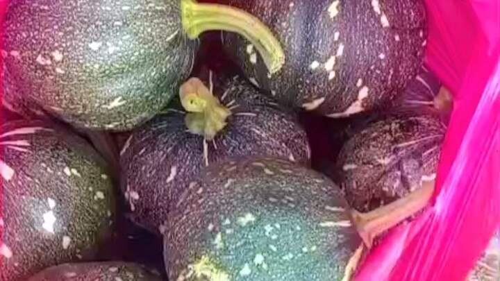 মিস্টি কুমড়া গাছে কাটিং চলছে #reelsvideoシ #NewsUpdate #followers #agriculture #malaysia