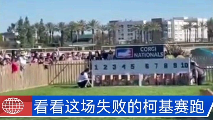 看看这场失败的柯基赛跑，各跑各的，输赢无所谓，开心最重要
