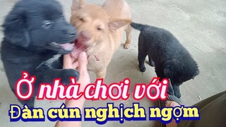 Bê Bê Núi | những chú cún đáng yêu đã quen nhà. cute dog, puppy.