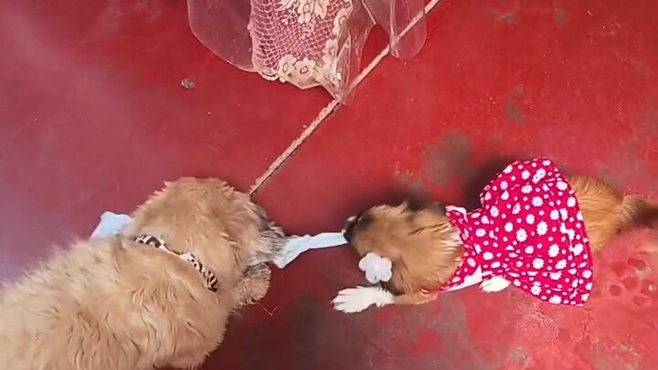 playing with My pets