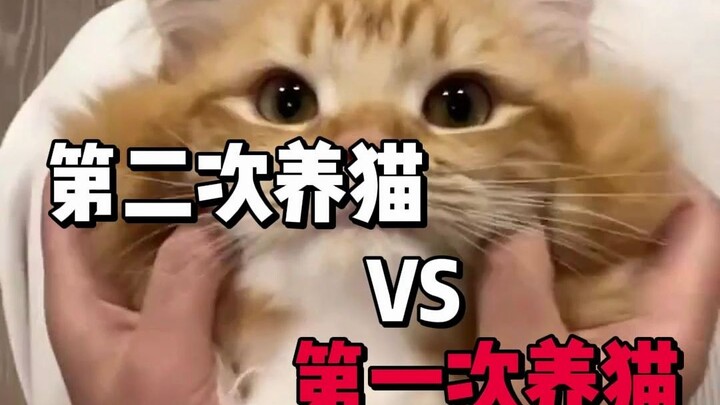 What’s the difference between adopting a cat for the second time and the first?