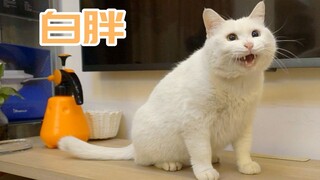 猫受过专业训练，一般不会笑，除非忍不住