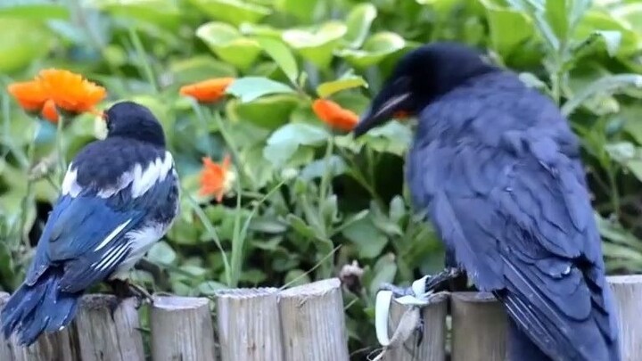 【Chim sáo và quạ】Hai ta nói vài câu nhé