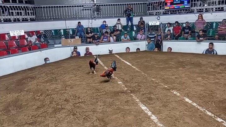 5 stag derby new cuenca arena