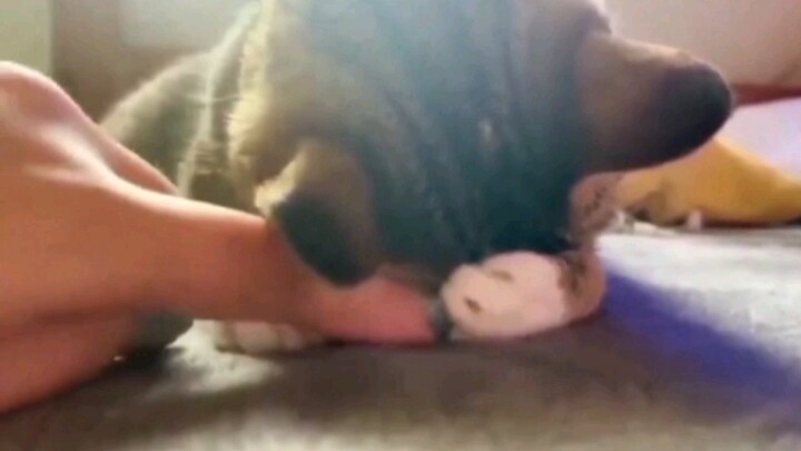 小猫，你可以嘤嘤嘤       手机掉床缝里不小心听了1000遍