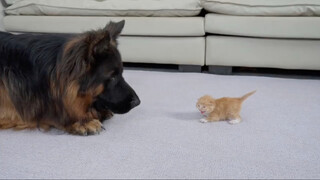 At first the kitten pretended to roar loudly, but soon it stuck to the German Shepherd.