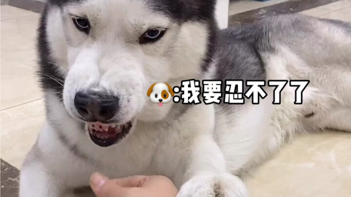 Dog: Move again, and I’ll bite you—believe it or not.