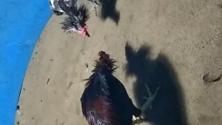 umur  mau masuk 6 bulan udah ada dasarya Jenis Samurai BL